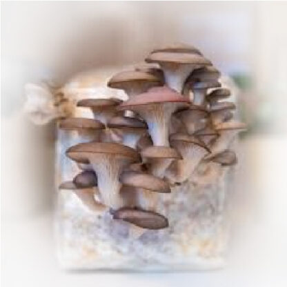 Grey Oyster Grow Block