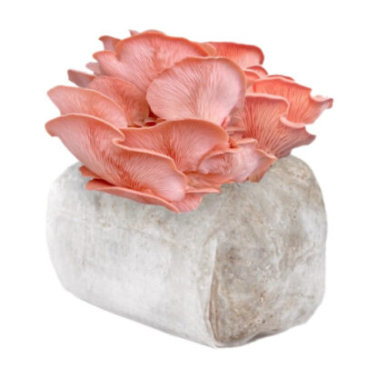 Pink Oyster Grow Block