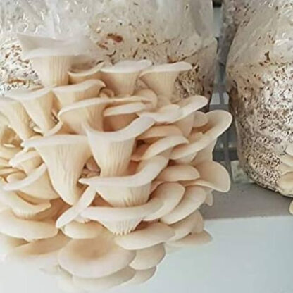 Elm Oyster Grow Block