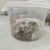 Mushroom Plug Kit - Image 2