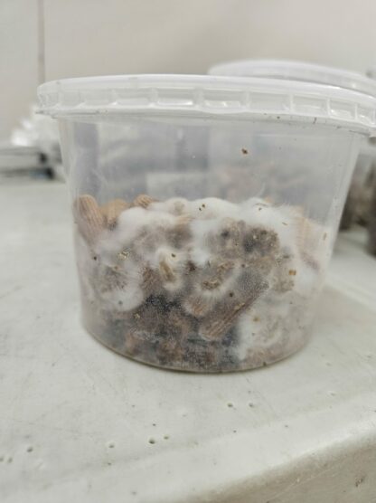 Mushroom Plug Kit - Image 2