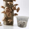 Mushroom Plug Kit