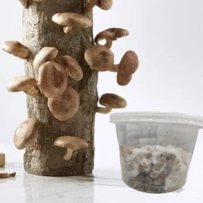 Mushroom Plug Kit